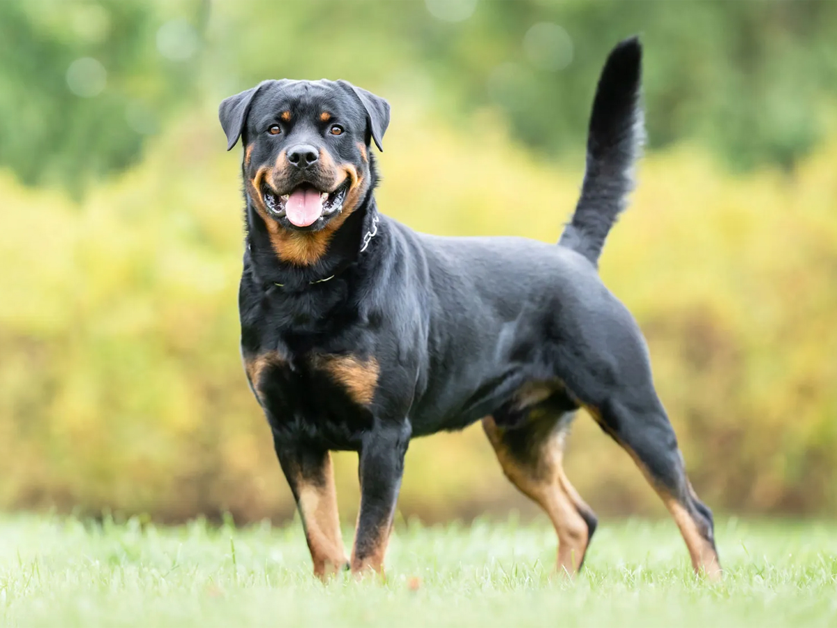 Rottweiler_20.jpg 7