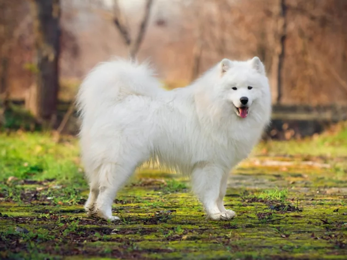 Samoyed.jpg 2