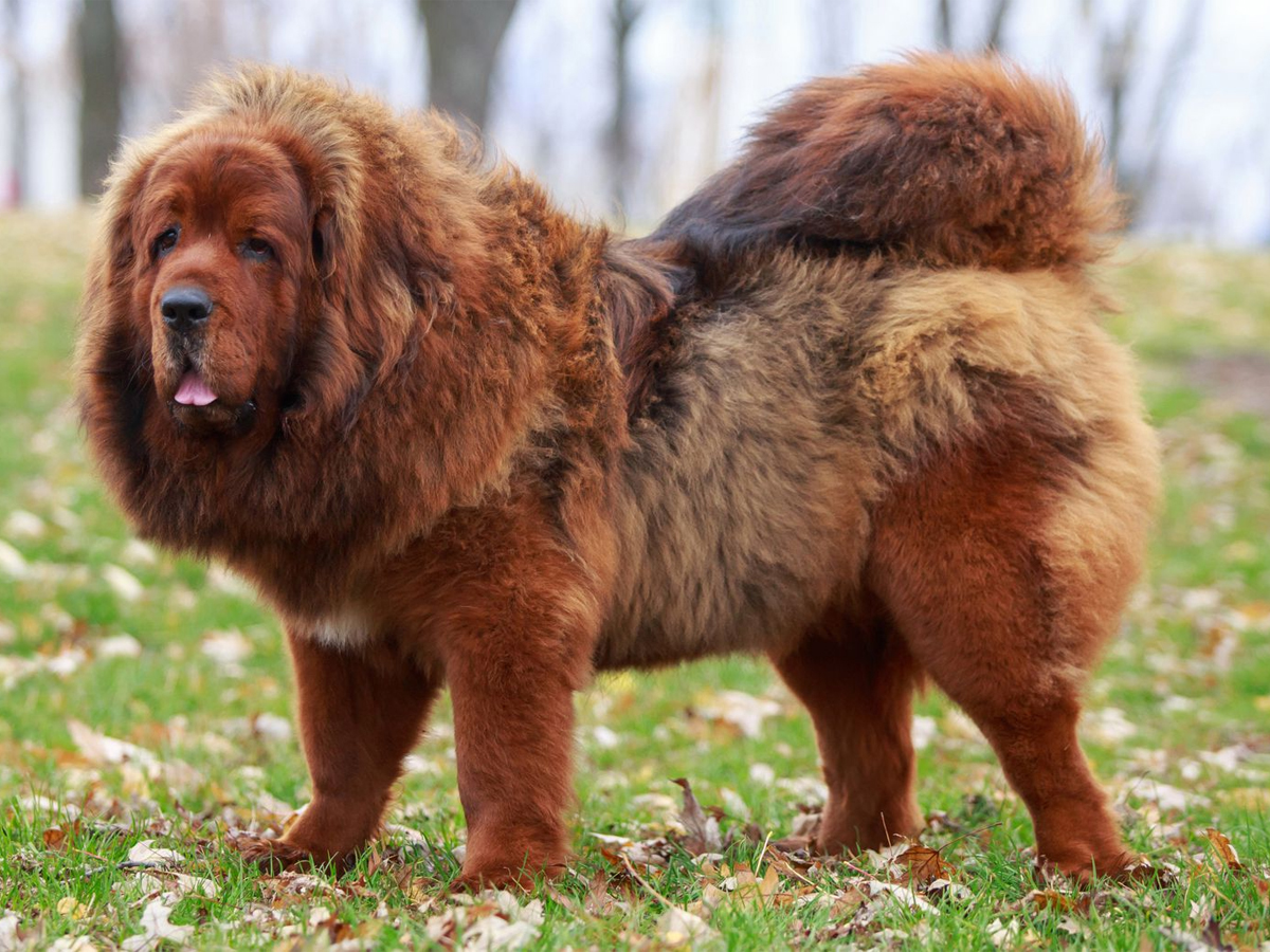Tibetan_20Mastiff.jpg 5