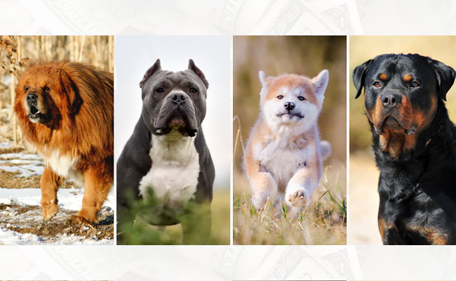 dogs.jpg 1