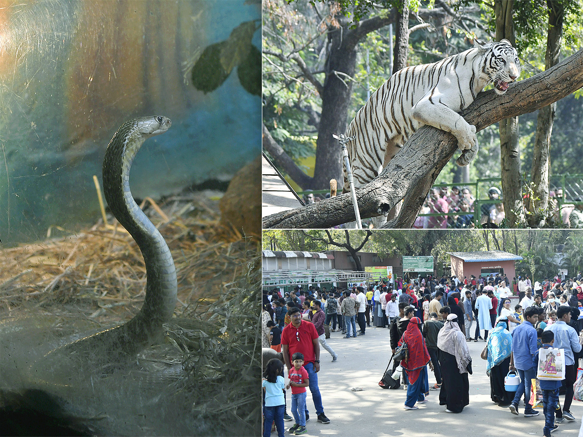 Nehru_20Zoological_20Park_20Hyderabad-1.jpg 1