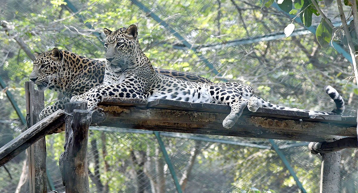 Nehru_20Zoological_20Park_20Hyderabad-11.jpg 11