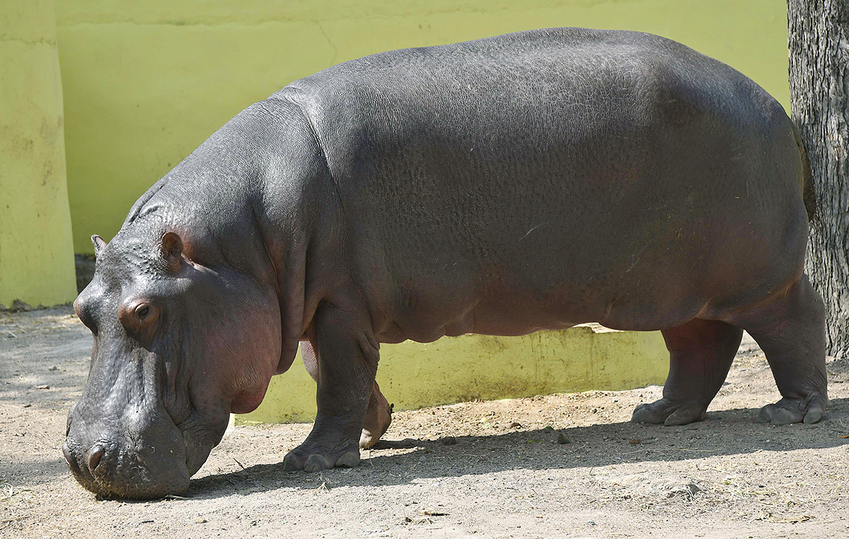 Nehru_20Zoological_20Park_20Hyderabad-12.jpg 12