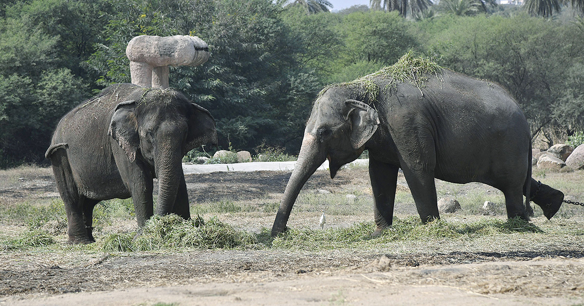 Nehru_20Zoological_20Park_20Hyderabad-14.jpg 13