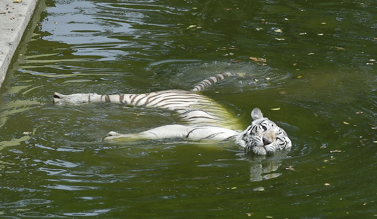 Nehru_20Zoological_20Park_20Hyderabad-18.jpg 17