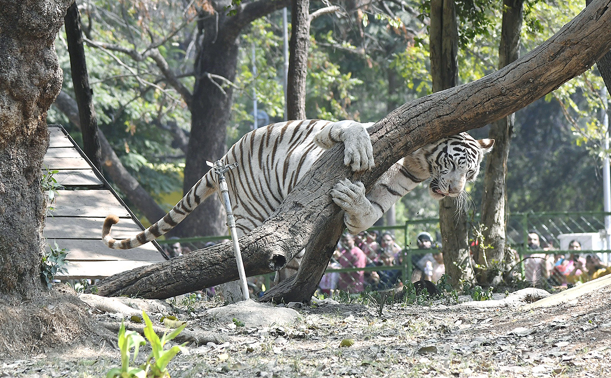 Nehru_20Zoological_20Park_20Hyderabad-2.jpg 2