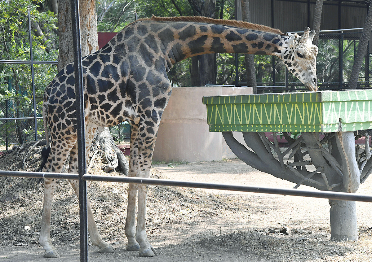 Nehru_20Zoological_20Park_20Hyderabad-20.jpg 19