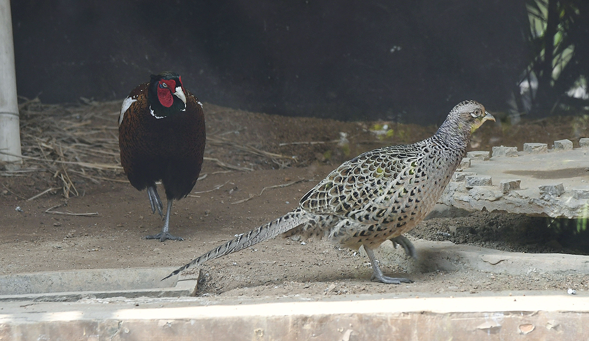 Nehru_20Zoological_20Park_20Hyderabad-4.jpg 4