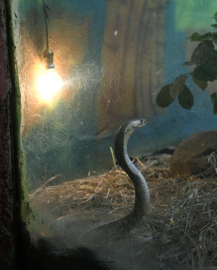 Nehru_20Zoological_20Park_20Hyderabad-5.jpg 5
