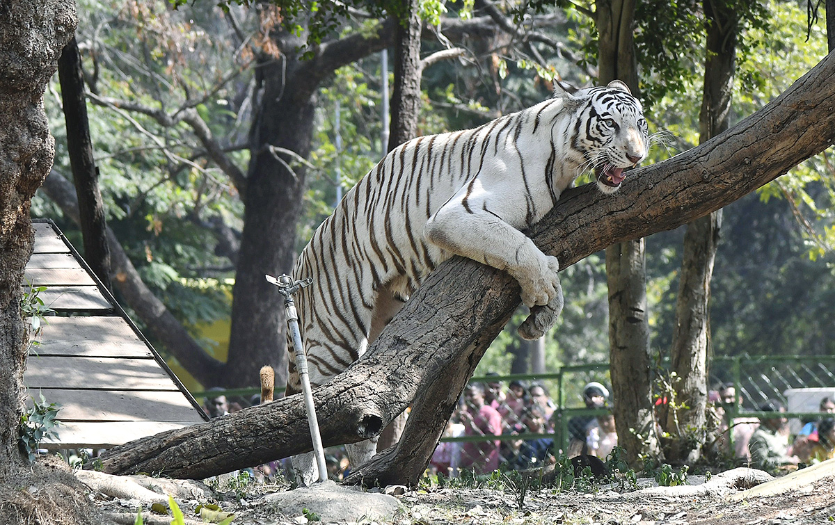 Nehru_20Zoological_20Park_20Hyderabad-7.jpg 7
