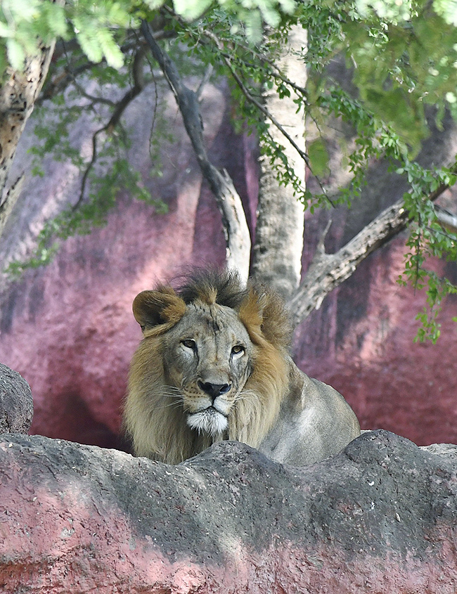 Nehru_20Zoological_20Park_20Hyderabad-8.jpg 8