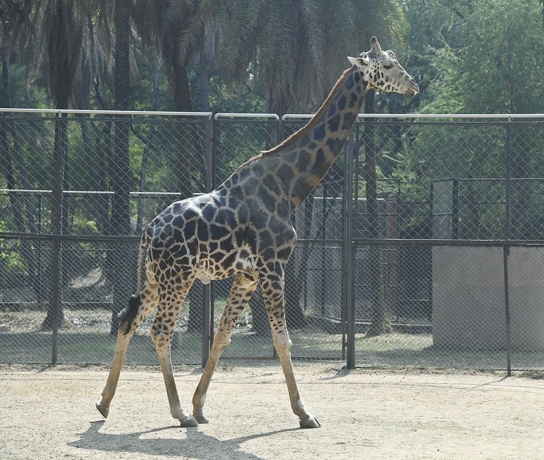 Nehru_20Zoological_20Park_20Hyderabad-9.jpg 9