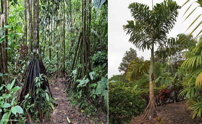 Tree1.jpg