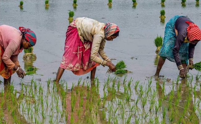 agri01.jpg