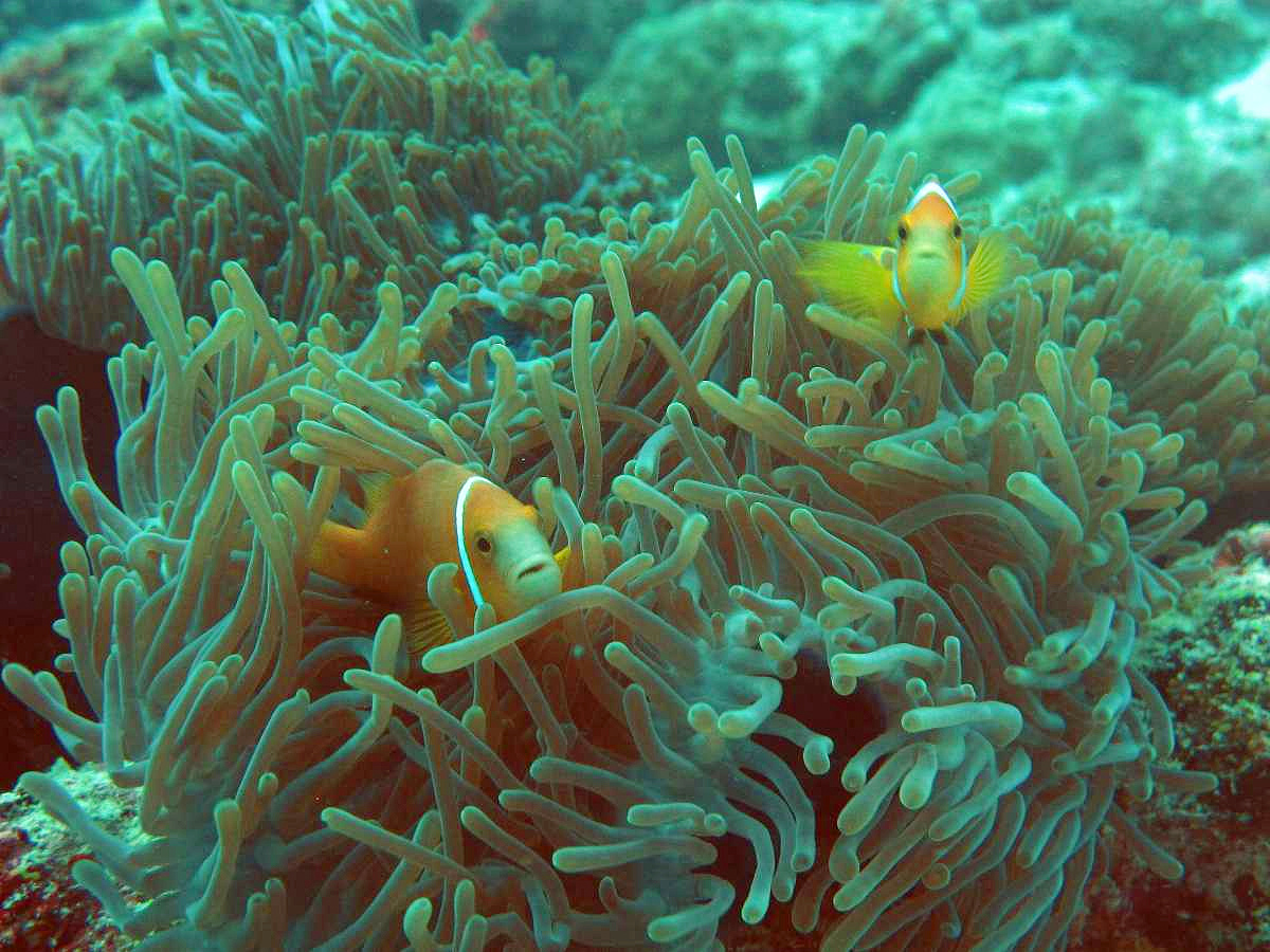 lakshadweep_20photo_20gallery-15.jpg 14
