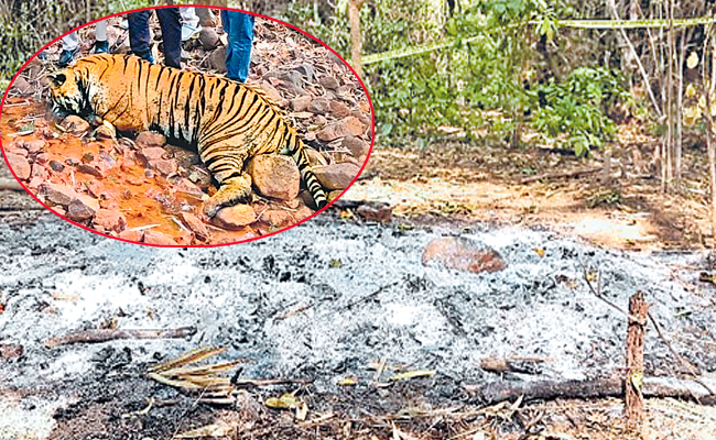 tiger.jpg