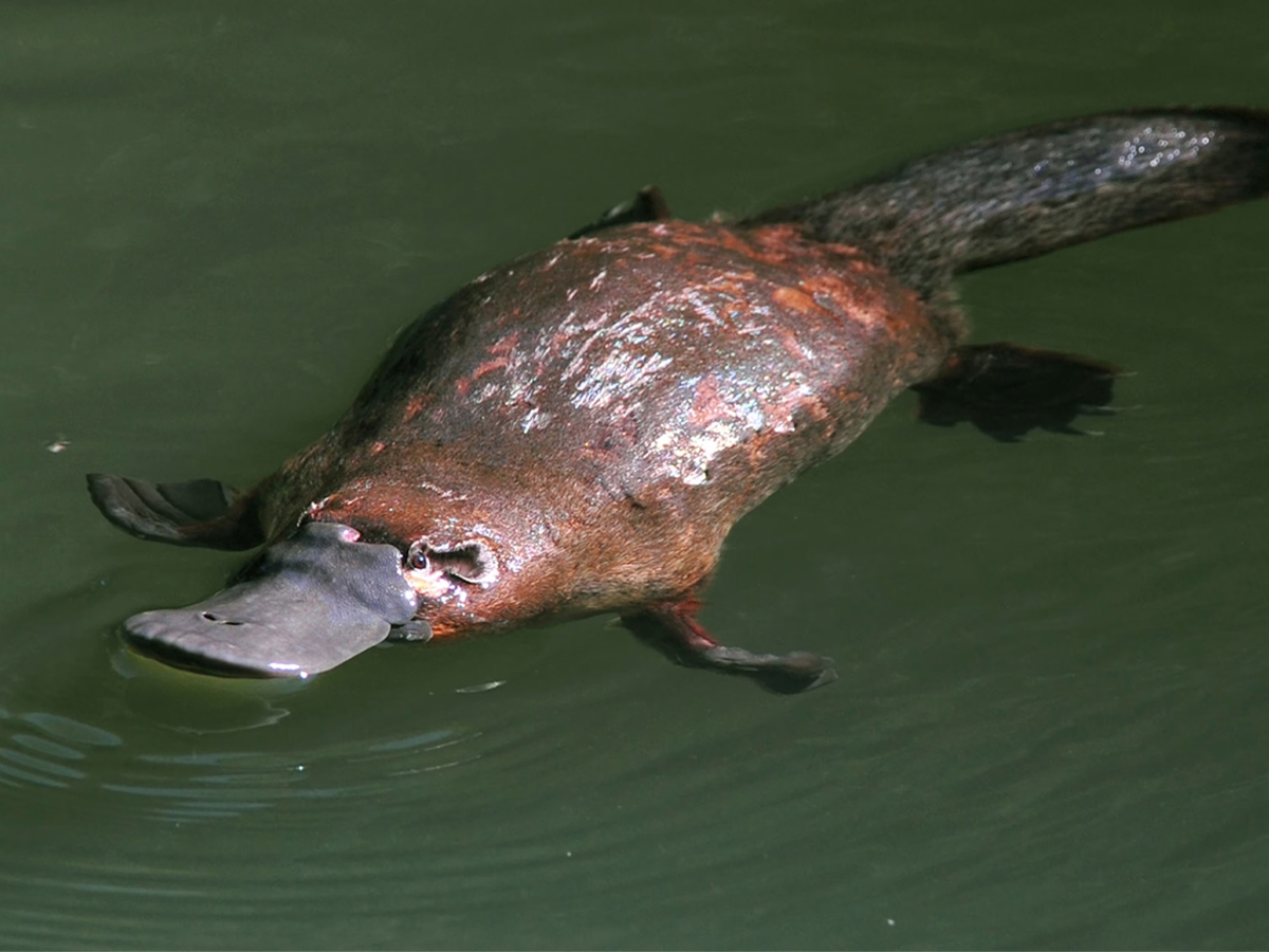 Duck-Billed_20Platypus.jpg 5