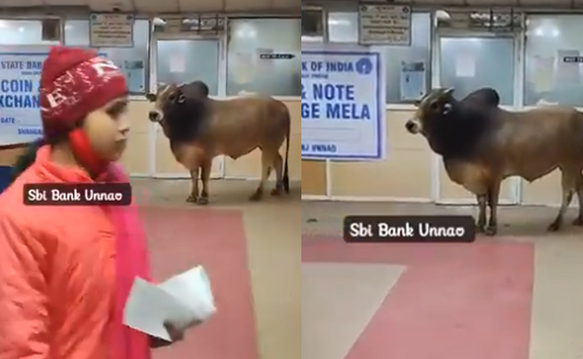 SBI_Bull.jpg
