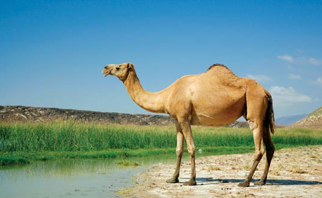 camel.jpg 7