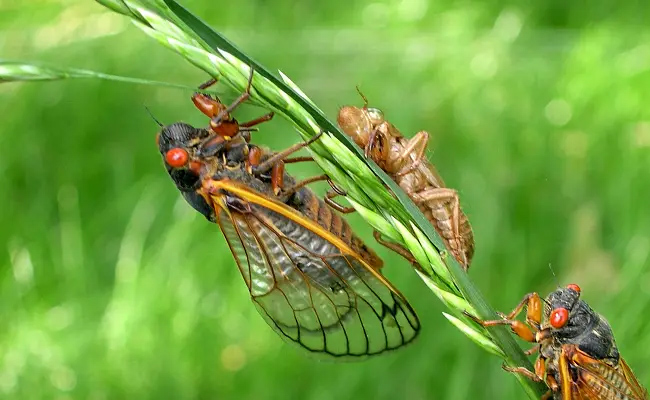 cicada_img.jpg