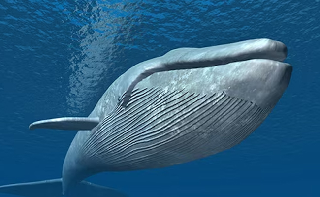 blue_20whale.jpg