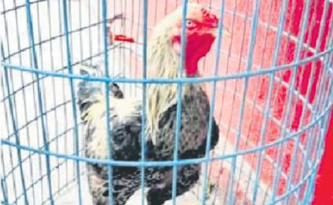 cock.jpg