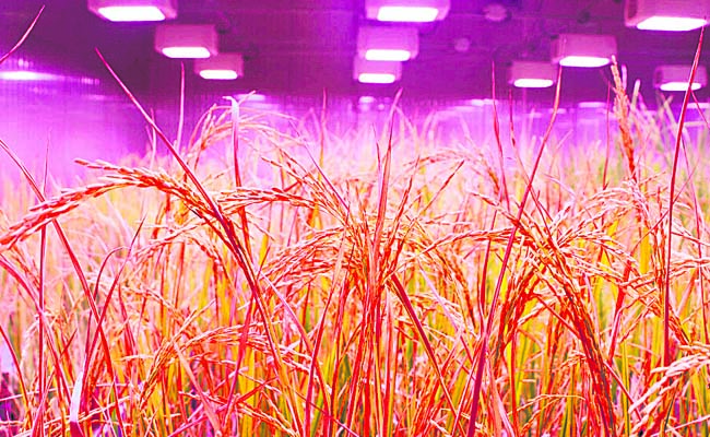 vari_20seeds.jpg