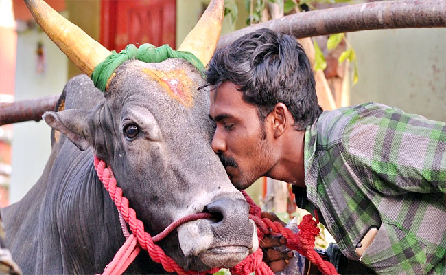 JalliKattu.jpg