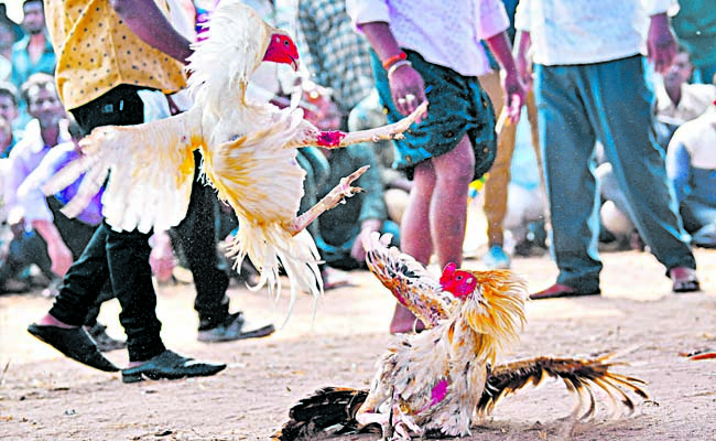 betting_20chickens.jpg