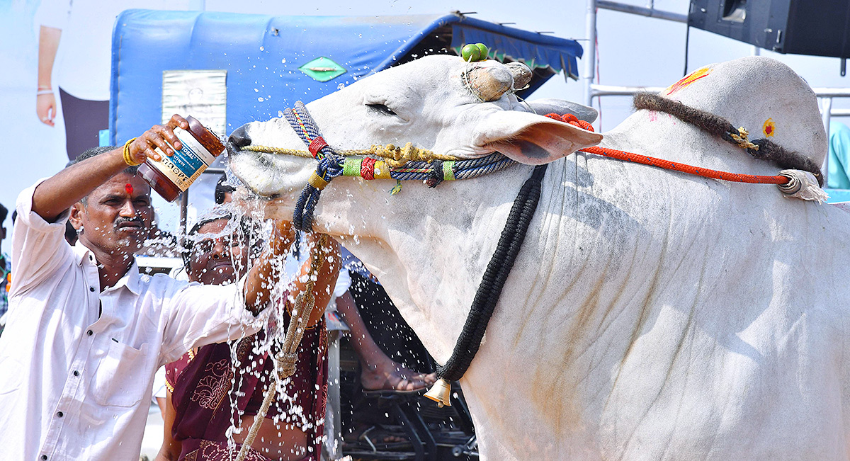 bull_20race_20in_20anantapur_20district-18.jpg 18