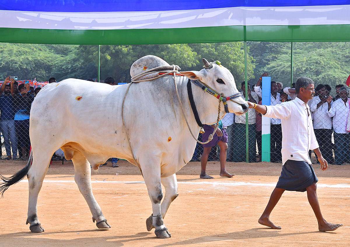bull_20race_20in_20anantapur_20district-22.jpg 22