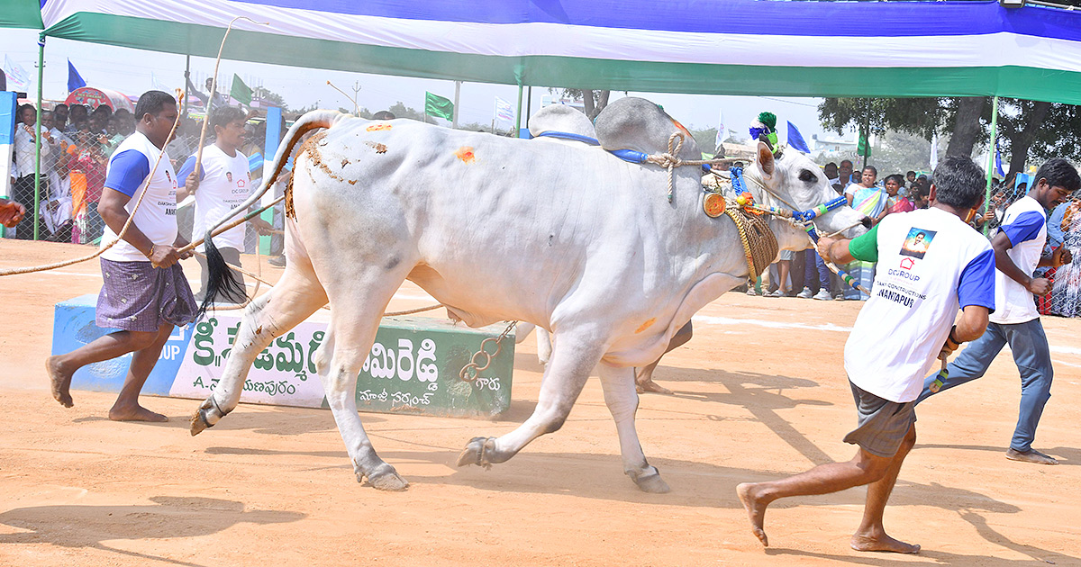 bull_20race_20in_20anantapur_20district-5.jpg 5