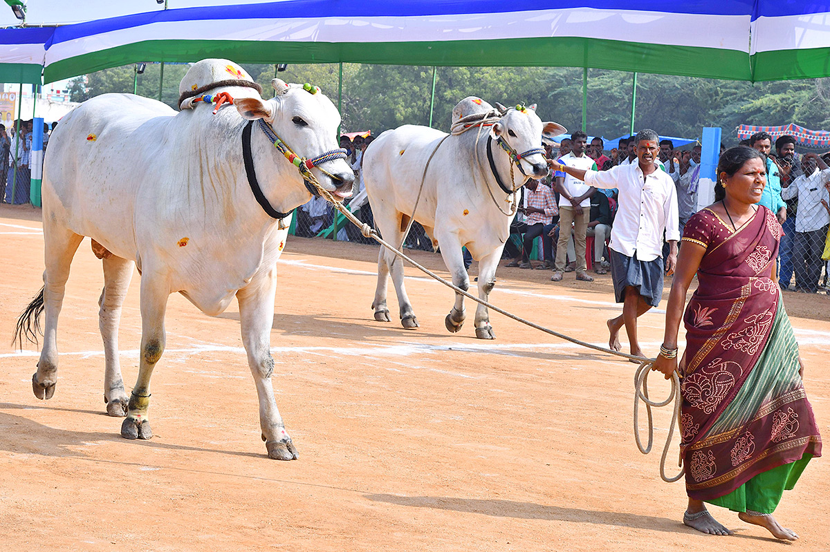 bull_20race_20in_20anantapur_20district-8.jpg 8