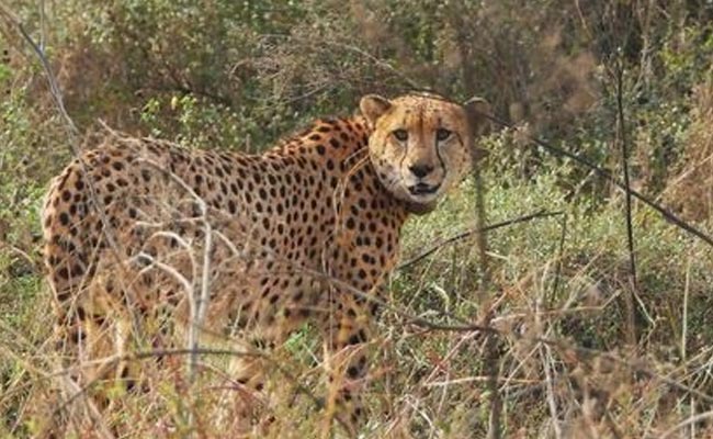 cheetah.jpg