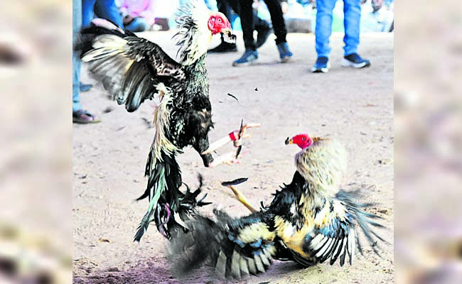 Chicken.jpg