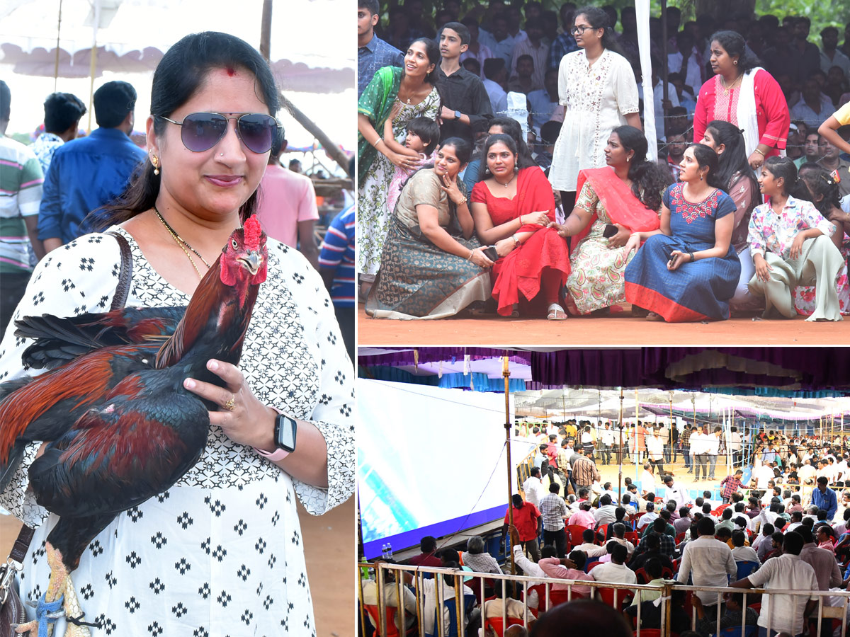 Sankranti_20kodi_20pandalu_20In_20AP-1.jpg 1