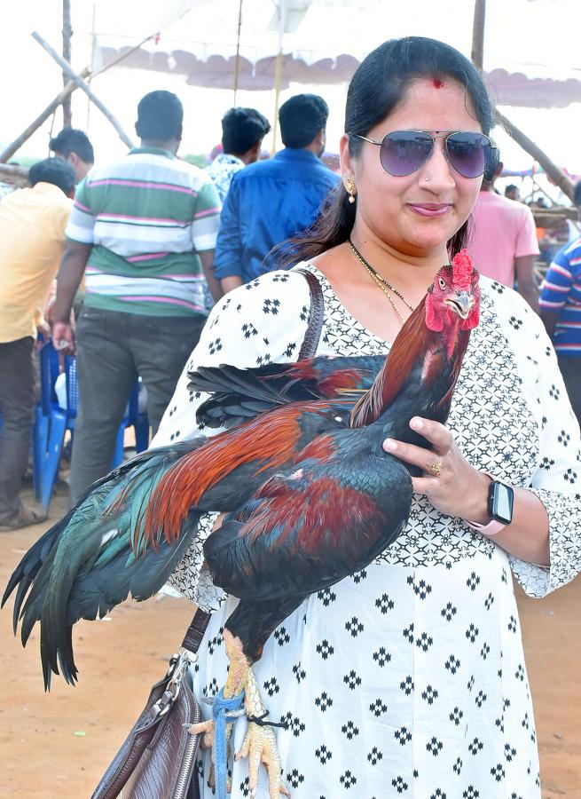 Sankranti_20kodi_20pandalu_20In_20AP-22.jpg 21