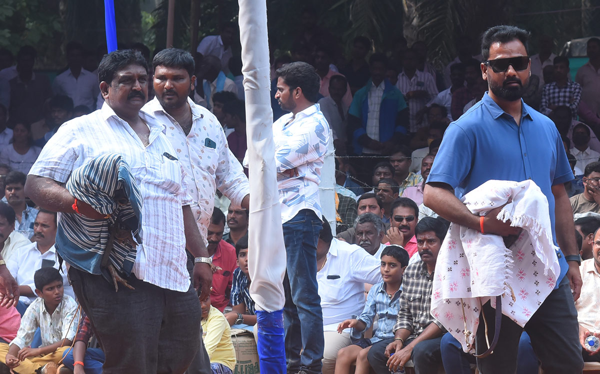 Sankranti_20kodi_20pandalu_20In_20AP-23.jpg 22