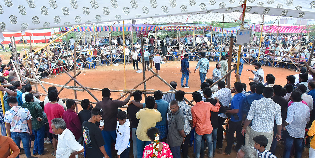 Sankranti_20kodi_20pandalu_20In_20AP-24.jpg 23