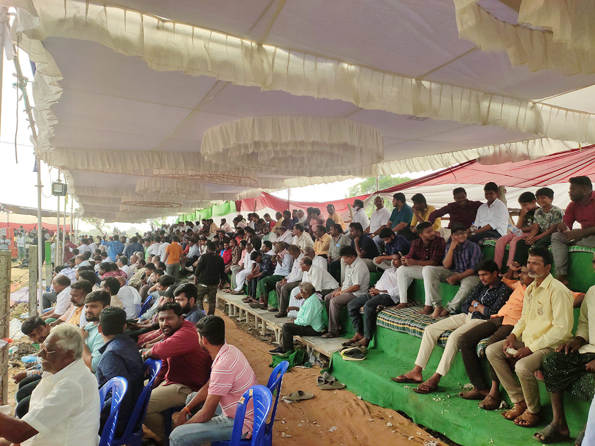 Sankranti_20kodi_20pandalu_20In_20AP-25.jpg 24