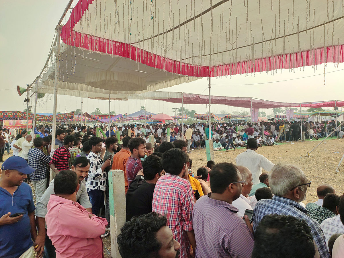 Sankranti_20kodi_20pandalu_20In_20AP-7.jpg 6