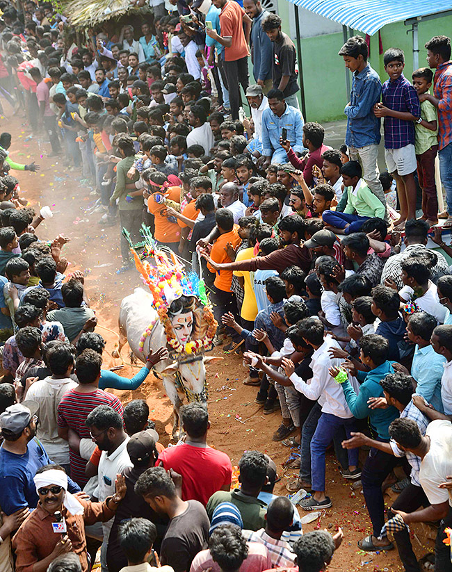 Tirupathi_20Rangampeta_20Bull_20Festival_20Jallikattu_202024_20Photos_20Gallery_20Goes_20Viral-15.jpg 15