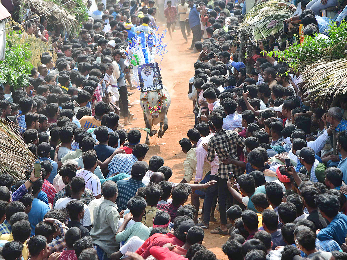Tirupathi_20Rangampeta_20Bull_20Festival_20Jallikattu_202024_20Photos_20Gallery_20Goes_20Viral-29.jpg 29