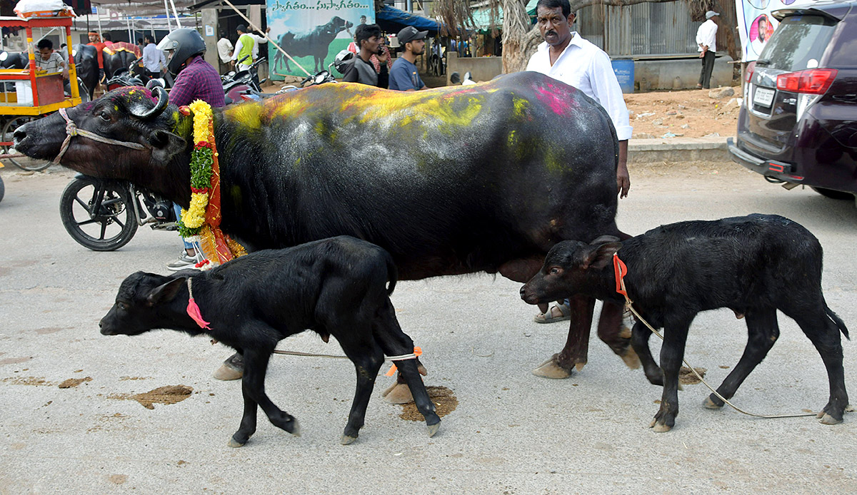 Animal_20Fest_20Pashu_20Sankranthi_20in_20Narsingi_20at_20Hyderabad-34.jpg 33