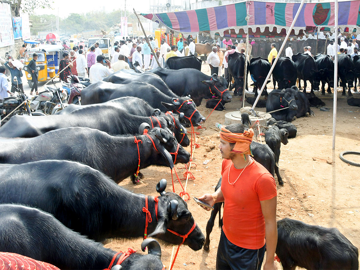 Animal_20Fest_20Pashu_20Sankranthi_20in_20Narsingi_20at_20Hyderabad-36.jpg 35