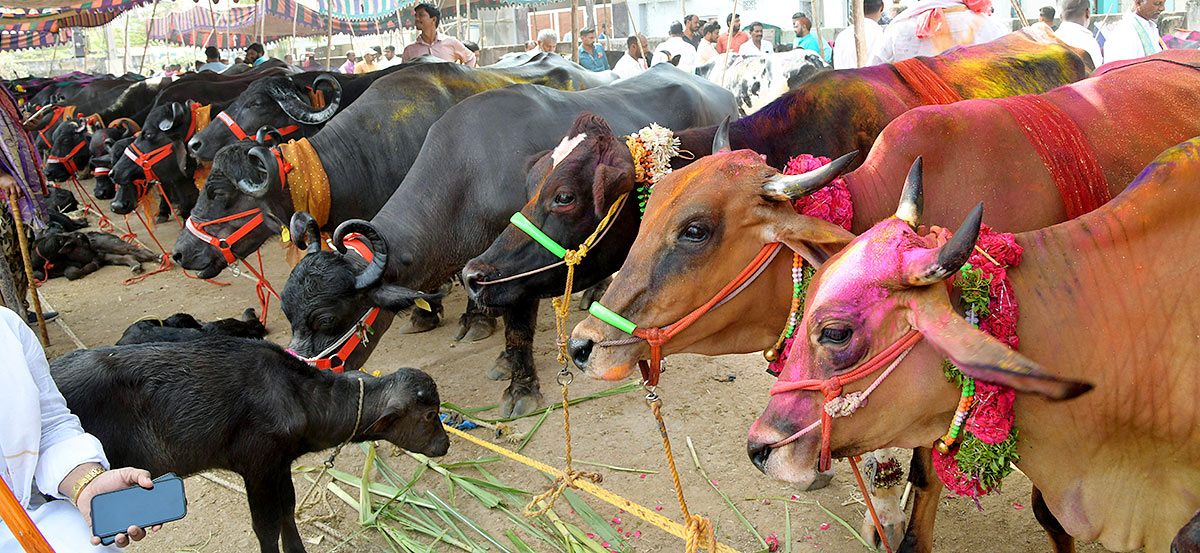 Animal_20Fest_20Pashu_20Sankranthi_20in_20Narsingi_20at_20Hyderabad-56.jpg 53
