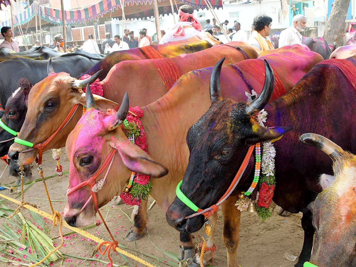 Animal_20Fest_20Pashu_20Sankranthi_20in_20Narsingi_20at_20Hyderabad-57.jpg 54