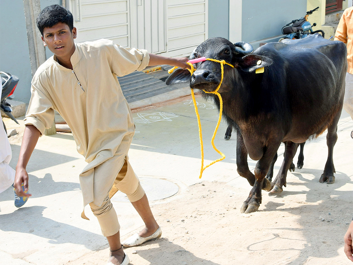 Animal_20Fest_20Pashu_20Sankranthi_20in_20Narsingi_20at_20Hyderabad-7.jpg 7