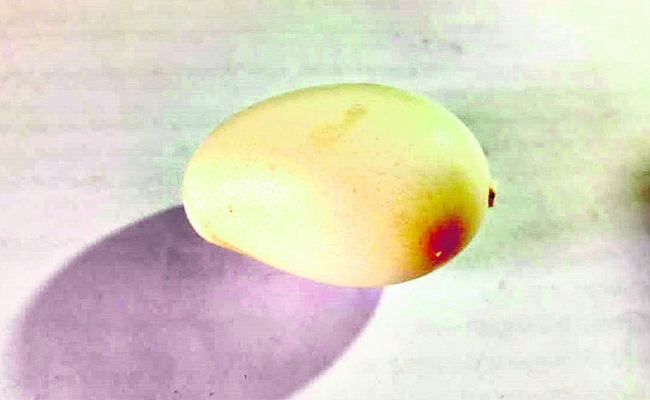 Egg.jpg