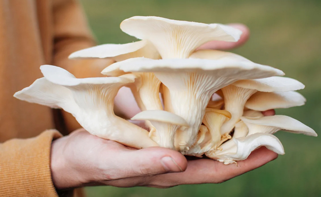 Oyster_20Mushrooms.jpg